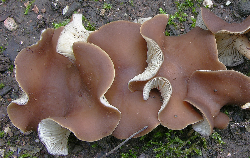 Gymnopus acervatus (Fr.) Murrill